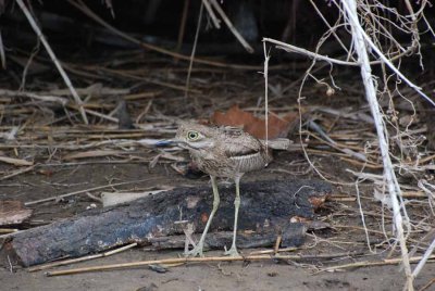 WATER THICK-KNEE (DIKKOP)