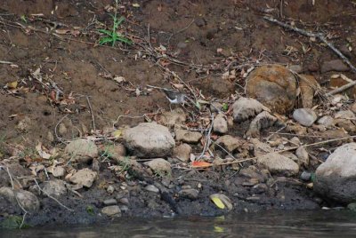 MARSH SANDPIPER
