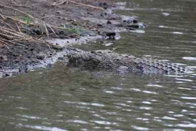 CROCODILE