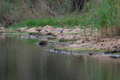 GREEN-BACKED HERON