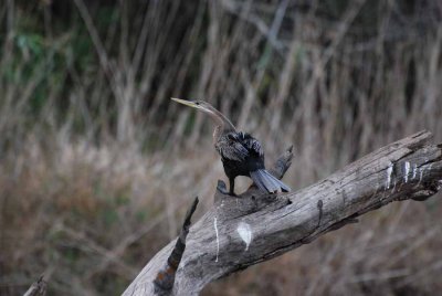 AFRICAN DARTER