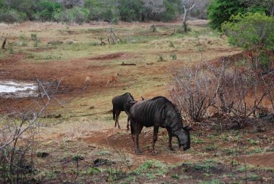 BLUE WILDEBEEST