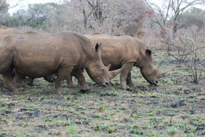 WHITE RHINO