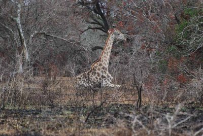 GIRAFFE LAYING DOWN