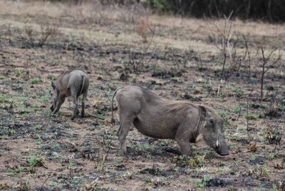 WARTHOG
