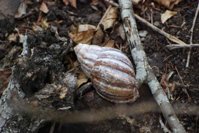 GIANT LANDSNAIL
