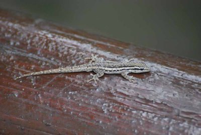 LIZARD