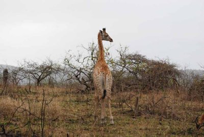 GIRAFFE