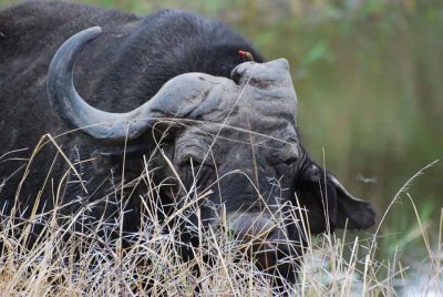 BUFFALO LOST ONE HORN