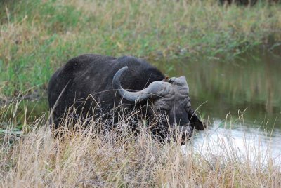 BUFFALO LOST ONE HORN