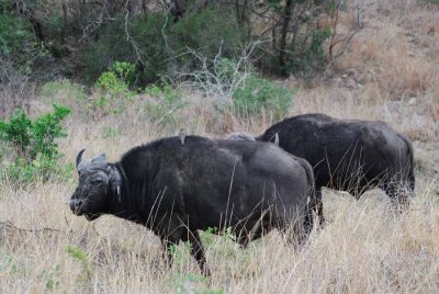 BUFFALO