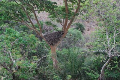 NEST OF THE HAMERKOP