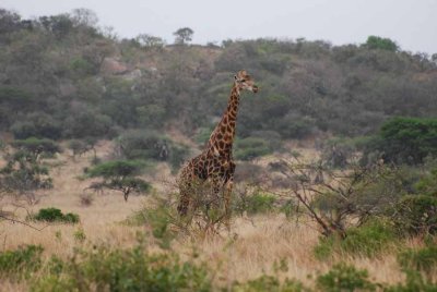 GIRAFFE