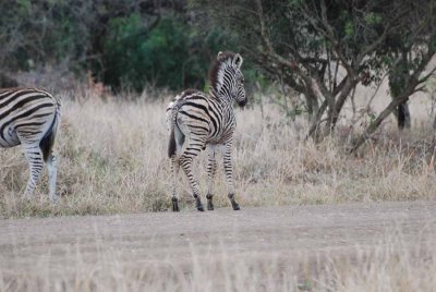 YOUNG ZEBRA