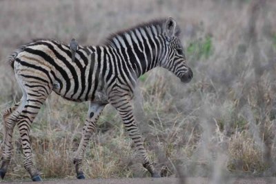 YOUNG ZEBRA