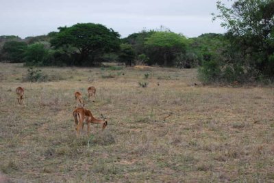 IMPALA