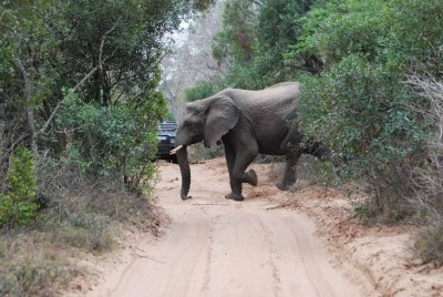 ELEPHANT IN THE SANDFOREST