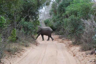 ELEPHANT IN THE SANDFOREST