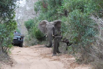 ELEPHANT IN THE SANDFOREST