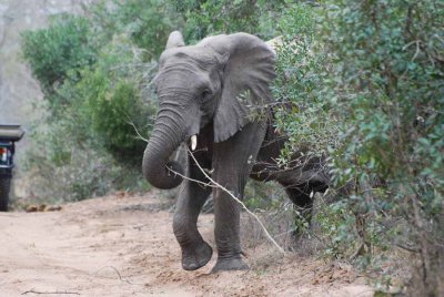 ELEPHANT IN THE SANDFOREST