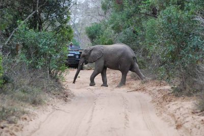 ELEPHANT IN THE SANDFOREST
