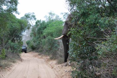 ELEPHANT IN THE SANDFOREST