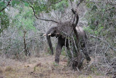 ELEPHANT IN THE SANDFOREST