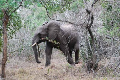 ELEPHANT IN THE SANDFOREST