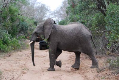ELEPHANT IN THE SANDFOREST