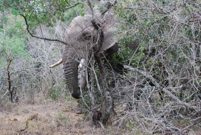 ELEPHANT IN MUST, IN THE SANDFOREST