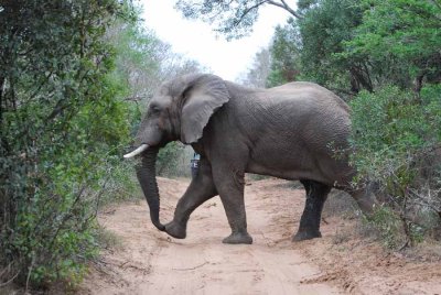 ELEPHANT IN MUST, IN THE SANDFOREST