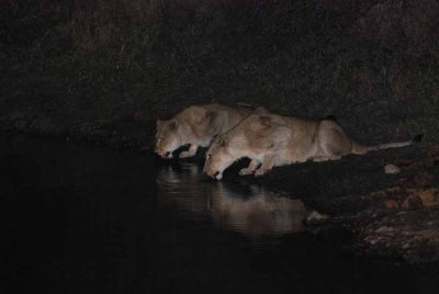 LIONESS DRINKING WATER
