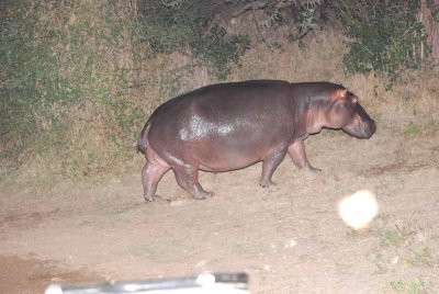 HIPPO CHEASING LIONESS