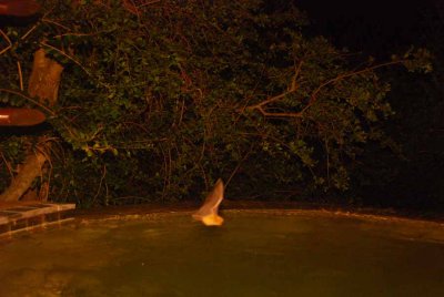 A BAT ON OUR POOL