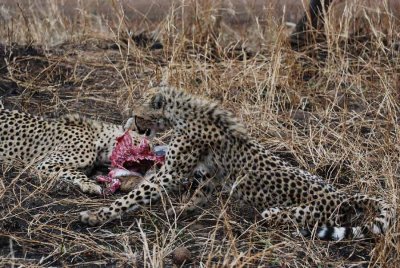 CHEETAHS ON A KILL