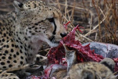 CHEETAHS ON A KILL