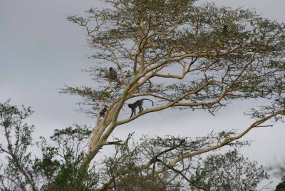 VERVET MONKEY IN A FEVERTREE