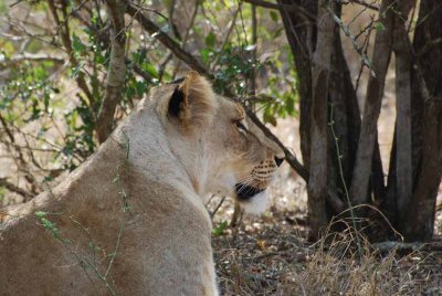 PRIDE OF LIONS