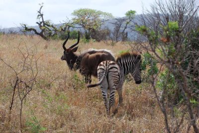 ZEBRA AND NYALA