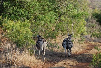 ZEBRAS