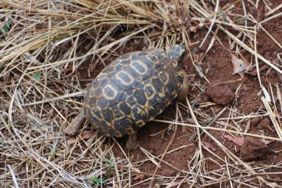 LEOPARD TARTOISE