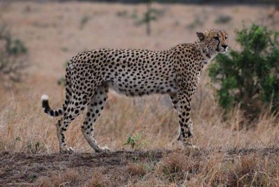 CHEETAH WITH PROBLEMS ON LEFT FRONT LEG