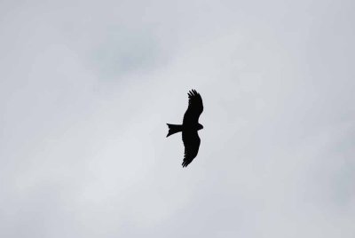 YELLOW-BILLED KITE