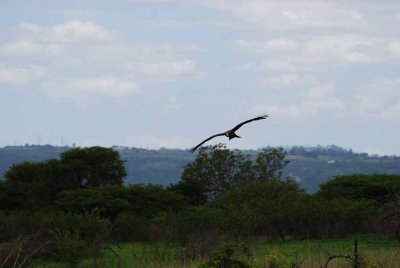 YELLOW-BILLED KITE