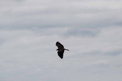 YELLOW-BILLED KITE