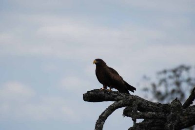 YELLOW-BILLED KITE