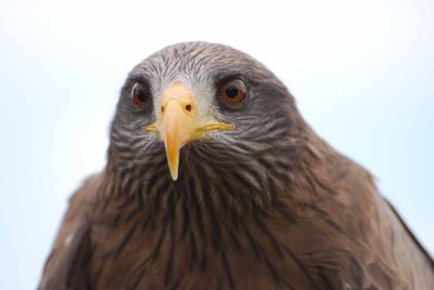 YELLOW-BILLED KITE
