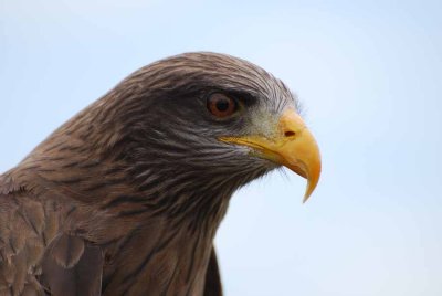 YELLOW-BILLED KITE