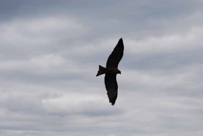 YELLOW-BILLED KITE