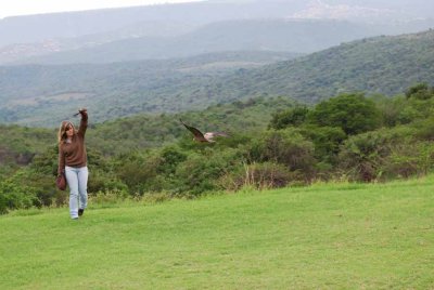 YELLOW-BILLED KITE